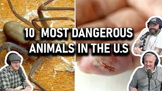 10 Most Dangerous Animals in the U.S. REACTION!! | OFFICE BLOKES REACT!!