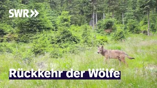 Wie viel Wolf verträgt das Land? | Zur Sache! Baden-Württemberg
