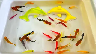 Unbelievable unique catch Ornamental Fish, Betta Fish, Molly Fish, Koi, Glofish, Catfish, Turtle