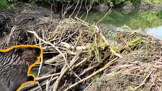 DRAINING THE BIGGEST BEAVER DAM I HAVE EVER SEEN - Beaver Dam Removal