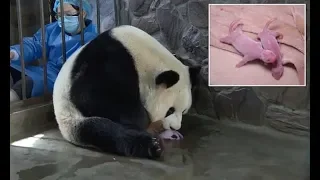 Rare footage shows 16-year-old panda nursing her twin cubs