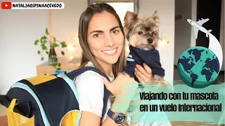 Como viajo con mi perro en Avión - Vuelo Internacional- Tips by Natalia Ospina