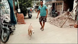 Rescued street Dog with a deep cut wound on her neck | she has multiple wound