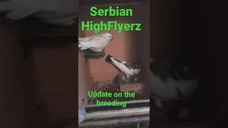 The first egg is here Serbian high flyer pigeon high performance thank you Shariq  for the pair