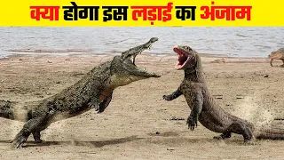 मगरमच्छ और कोमोडो ड्रैगन की खतरनाक लड़ाई | Crocodile Vs Komodo Dragon