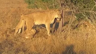 cute lion cubs playful bite their mother butt video