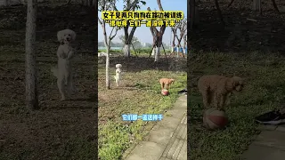 3月29日四川德阳，女子见两只狗狗在路边被训练，“很心疼，它们一直没停下来”
