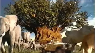 Opening to The Lion King II: Simba's Pride 1998 VHS (Columbia Version)