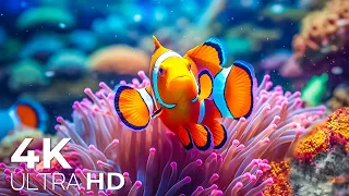 The Best 4K (ULTRA HD) Aquarium 🐠 Beautiful Coral Reef,The World Of Sea Jellyfish- Relax  Music