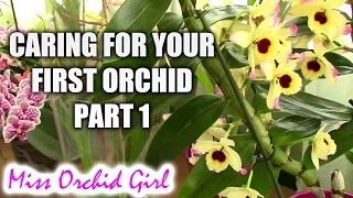 How to care for your first orchid - Part 1