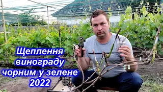 Щеплення винограду чорним у зелене 2022