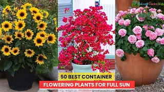 50 BEST CONTAINER FLOWERING PLANTS FOR FULL SUN