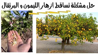 أزهار شجرة الليمون و البرتقال تتساقط!!! اسباب و علاج مشكلة تساقط ازهار الحوامض.