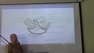 Anatomy of head & neck 32 ( Parotid salivary gland , part 5 ) , by Dr. Wahdan