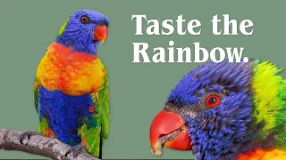 Rainbow Lorikeets - Everything You Never Knew (and Less!)