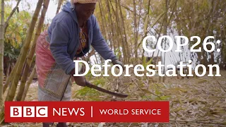 COP26: Deforestation and how you can help - BBC World Service