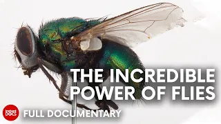 How do flies SOLVE CRIMES, heal, pollinate & sweep the streets? | FULL DOCUMENTARY