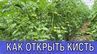 Когда удалить лист на томате || pruning leaves