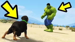 GTA 5 - Chop vs. Hulk! (Who Wins?)
