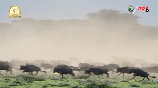 Wildebeest Race at Ndutu