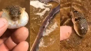 Catching Seafood 🦐🦀 Deep Sea Octopus (Catch Crab, Catch Fish) Amazing Fishing Technique - Tik Tok #3