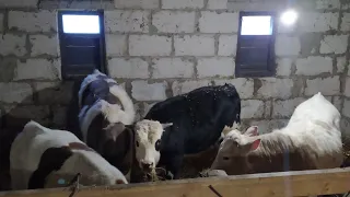 Бичків проглистогонили🐂🐂, Лунтік нас налякав!!!