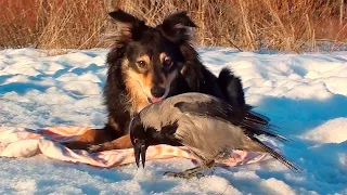 Ворона Капля и собака Марта встречают закат