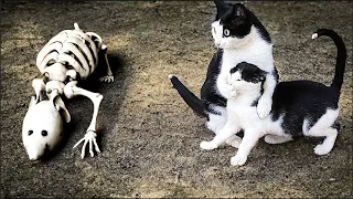 Funny ANIMALS videos😹 New Funniest & Cutest CATS🐈 Best of Funny Cat Videos😂#12