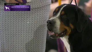 Greater Swiss Mountain Dogs | Breed Judging 2023