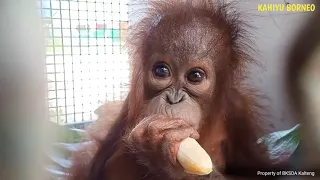 Baby orangutan Temon : Orphaned at 1 year old