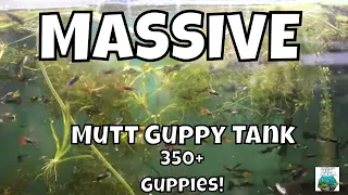 MUTT GUPPIES ARE THE BEST GUPPY!