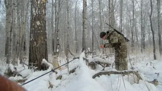 Охота с лайкой на куницу. Торчащий хвост...