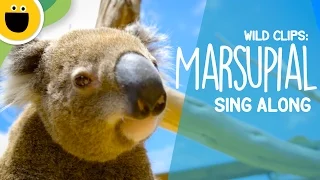 Marsupial Sing-Along | Wild Clips (Sesame Studios)