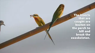 BEE SLAYER : BLUE-TAILED BEE EATER