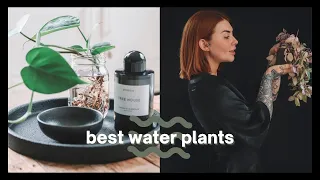 indoor plants you can grow in water 🌱 NO SOIL HOUSE PLANTS