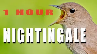 NIGHTINGALE SINGING 1 hour bird sounds