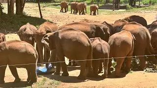 Elephants Feeding Time at Transit Home in Udawalawe National Park in Sri Lanka