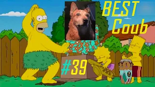 BEST Coub #39 | Funny Videos | BEST Cube | Приколы