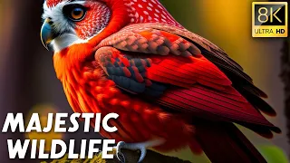 8K HDR Dolby Vision | Majestic Wildlife: Stunning Scenery from Around the World