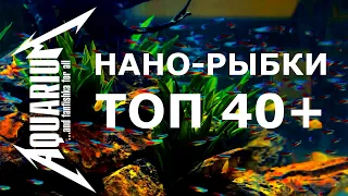 Самые маленькие аквариумные рыбки ТОП 40+