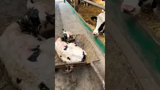 Carrying a calf on a wheelbarrow #calf #veterinary #farm