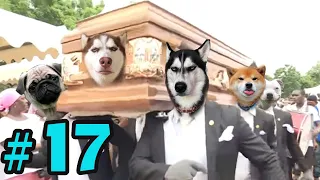 Dancing Funeral Coffin Meme - 🐶 Dogs and 😻 Cats Version #17