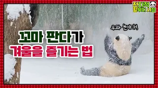 (SUB) Baby Panda Is Bombarded With Snow And Excited After Touching Snowy Tree│Panda Family🐼