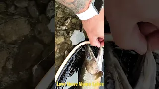 Tenkara Fishing in the High Alpine Lakes