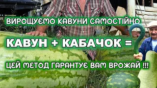 Незвичайний спосіб вирощування кавунів. Кавун + лагенарія