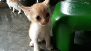 my cute and funny kittens  play  with  stool 💝💞❤💘💗🐱🐈