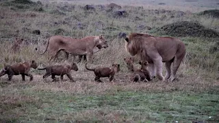 Male Lion with 6 lion cubs