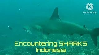 Encountering Sharks Indonesia