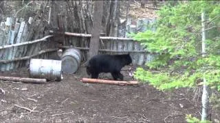 Our Unique Bear Baiting System Creates The Perfect Shot Black Bear Hunting in Alberta Canada