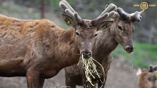 История создания первой оленей фермы Юга России  Deer Farm